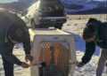 Esperanza para la fauna magallánica, SAG rescata y libera un ñandú atropellado en solo 24 horas