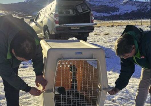 Esperanza para la fauna magallánica, SAG rescata y libera un ñandú atropellado en solo 24 horas