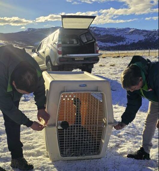 Esperanza para la fauna magallánica, SAG rescata y libera un ñandú atropellado en solo 24 horas
