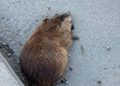 Vecinos de Punta Arenas en alerta por proliferación de roedores y plaga de ratas almizcleras en distintos sectores de la ciudad.