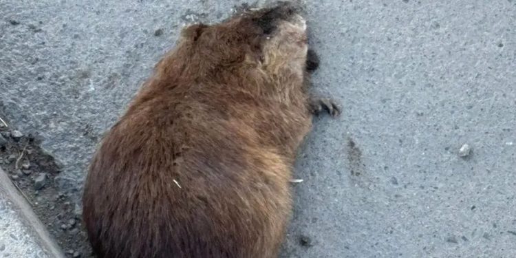 Vecinos de Punta Arenas en alerta por proliferación de roedores y plaga de ratas almizcleras en distintos sectores de la ciudad.