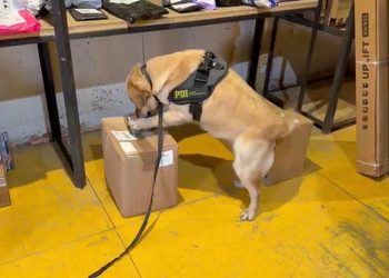 PDI detecta más de 360 gramos de resina de cannabis en encomiendas y detiene a un hombre en Punta Arenas