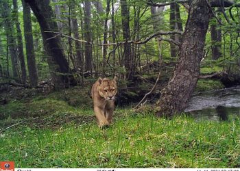 Cámaras trampa permiten conocer y proteger la fauna de Magallanes
