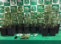 O.S.7 detiene a hombre de 28 años tras incautar 21 plantas de cannabis en Punta Arenas