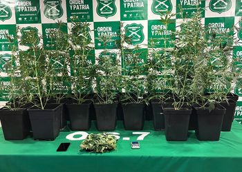 O.S.7 detiene a hombre de 28 años tras incautar 21 plantas de cannabis en Punta Arenas