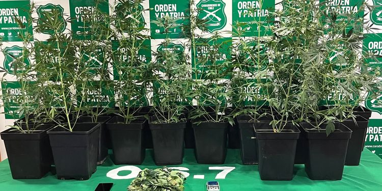 O.S.7 detiene a hombre de 28 años tras incautar 21 plantas de cannabis en Punta Arenas