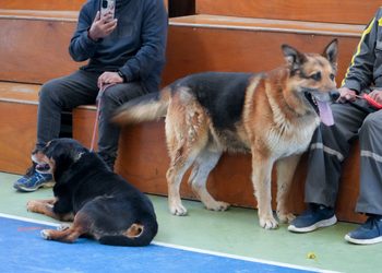 Municipio atendió a decenas de mascotas en operativo veterinario masivo en el sector sur de Punta Arenas