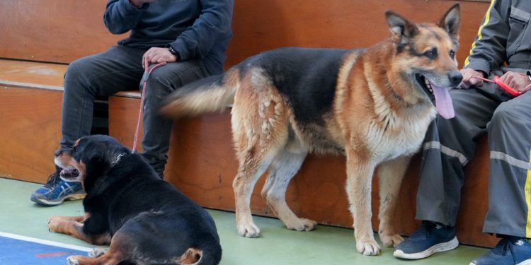 Municipio atendió a decenas de mascotas en operativo veterinario masivo en el sector sur de Punta Arenas