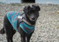 Dos perros encontraron una nueva familia en jornada de adopción en Punta Arenas
