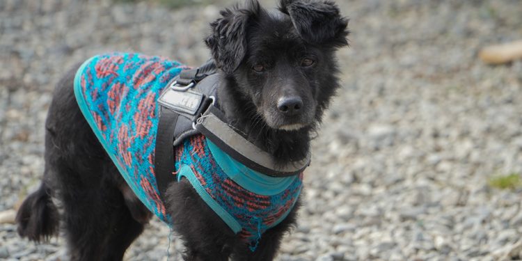 Dos perros encontraron una nueva familia en jornada de adopción en Punta Arenas