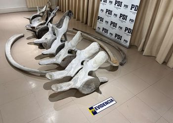 PDI incautó restos óseos de ballena encontrados en el antejardín de una vivienda en Punta Arenas