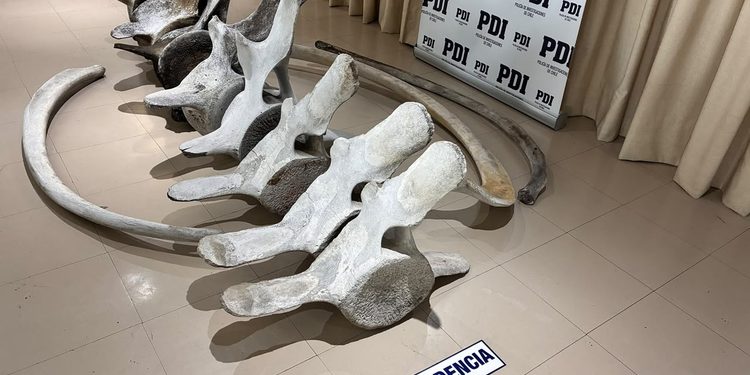 PDI incautó restos óseos de ballena encontrados en el antejardín de una vivienda en Punta Arenas