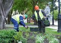 Punta Arenas inicia ornamentación floral con 20 mil plantas en diez espacios públicos