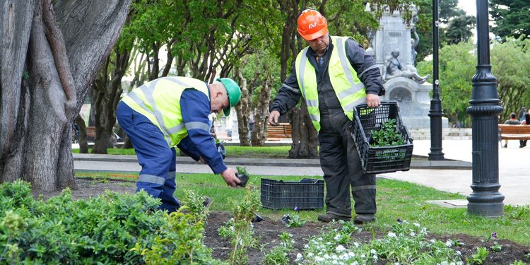 Punta Arenas inicia ornamentación floral con 20 mil plantas en diez espacios públicos