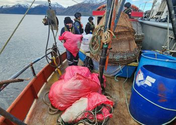 Incautan 4,5 kilómetros de redes centolleras durante fiscalización en Punta Arenas