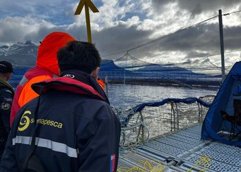 Sernapesca fiscaliza centros salmoneros de Magallanes tras mortalidad de 642 toneladas por floración algal