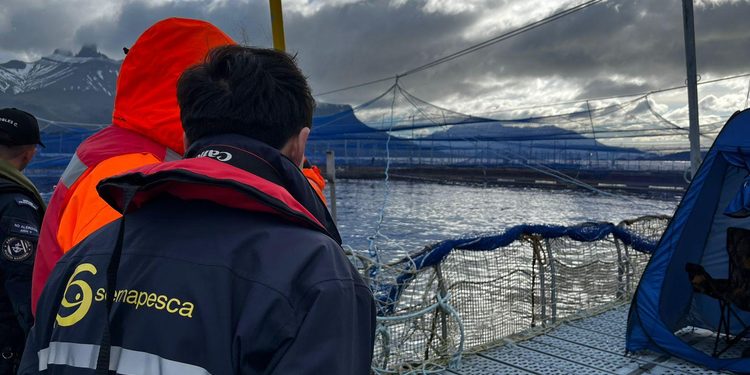 Sernapesca fiscaliza centros salmoneros de Magallanes tras mortalidad de 642 toneladas por floración algal