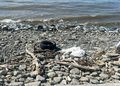 Concejala Stipicic llama a cuidar la costanera y advierte por acumulación de basura en el borde costero