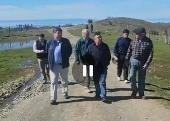 Ataques de perros provocan millonarias pérdidas a familias ganaderas en sectores periurbanos de Punta Arenas