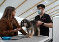 Municipio implementa operativo veterinario en terreno para acercar prestaciones a mascotas de zonas urbanas y rurales