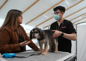 Municipio implementa operativo veterinario en terreno para acercar prestaciones a mascotas de zonas urbanas y rurales