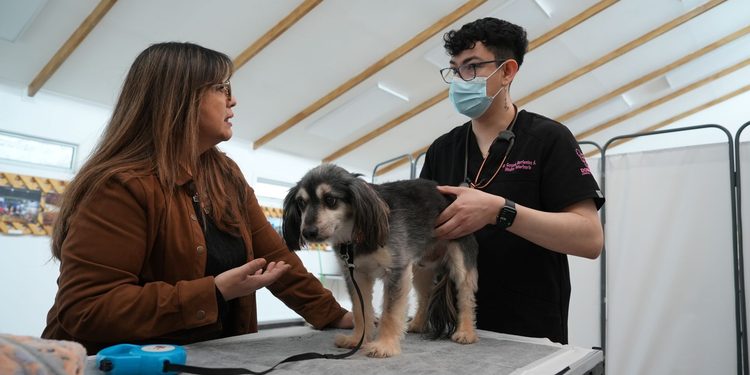 Municipio implementa operativo veterinario en terreno para acercar prestaciones a mascotas de zonas urbanas y rurales